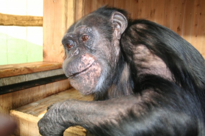 チンパンジー | 大内山動物園【公式ホームページ】